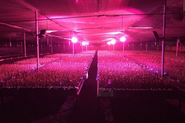 Los focos LED que permiten cosechas todo el año en Chile