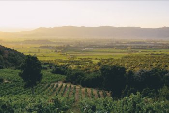 COW: La agrupación chilena que busca promover el vino orgánico en el mundo