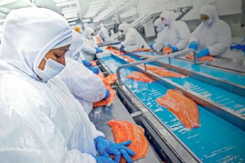 SMA formula cargos a noruega Mowi por sobreproducción de salmones