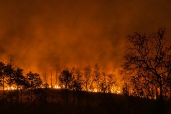 Incendios forestales 2022-2023: Fiscalía ha ingresado casi 10 mil causas a tribunales y condenados suman 203