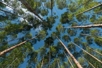 Forestal Arauco entre los 10 mayores dueños de tierras en Argentina