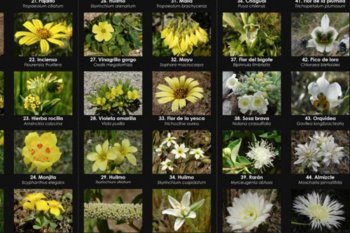 Exministra de Cultura Consuelo Valdés lanza guías para reconocer flores
