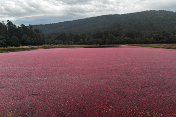 Única firma que produce cranberry en Chile expande operaciones y se diversifica hacia las frambuesas