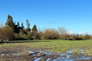 Demanda por terrenos agrícolas crece en O’ Higgins y Maule con foco en agroresidencial y desarrollos productivos