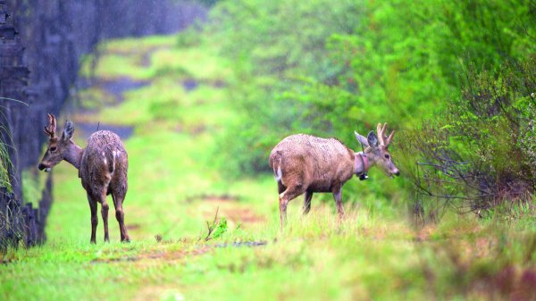 La cruzada por el huemul de la familia Petermann